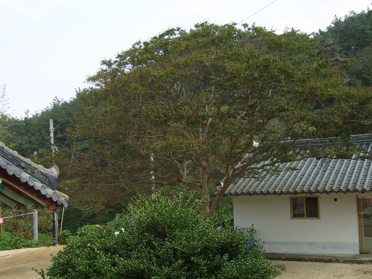 이미지를 클릭하면 원본을 보실 수 있습니다.