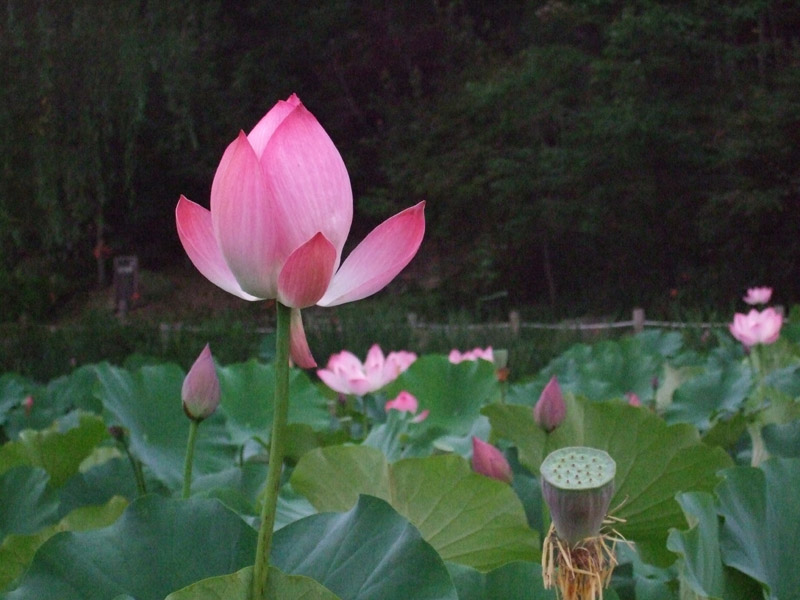 자비로운 마음들이 함께 하는 지심귀명례