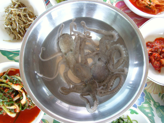 황금소나무.