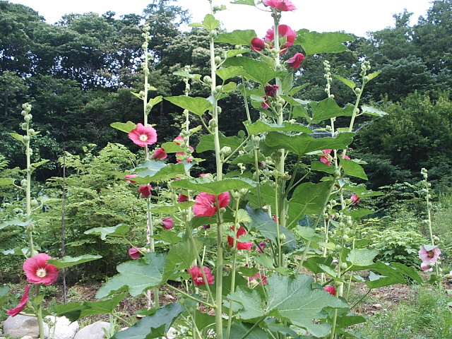 이미지를 클릭하면 원본을 보실 수 있습니다.