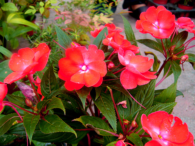 이미지를 클릭하면 원본을 보실 수 있습니다.