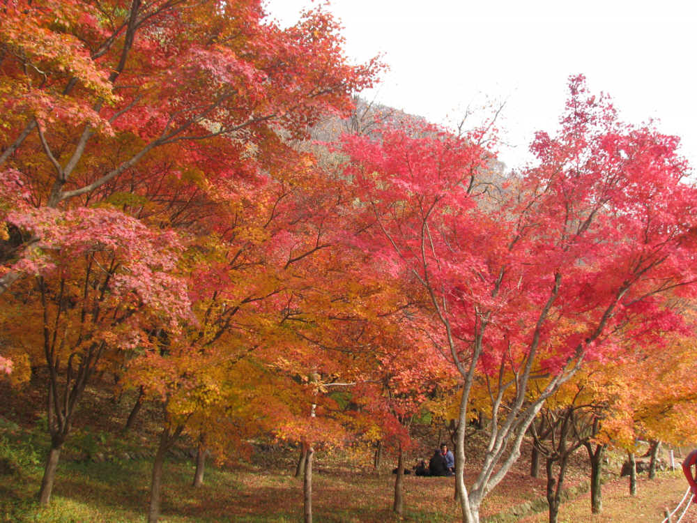 이미지를 클릭하면 원본을 보실 수 있습니다.