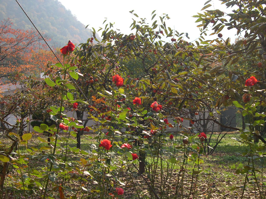 이미지를 클릭하면 원본을 보실 수 있습니다.
