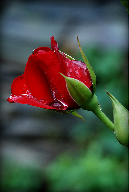 http://cafe.daum.net/sapphier88