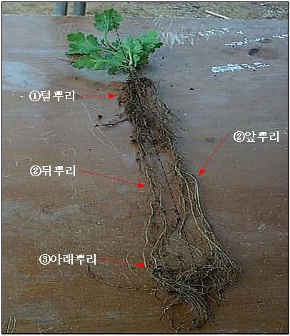 방울네 이미지