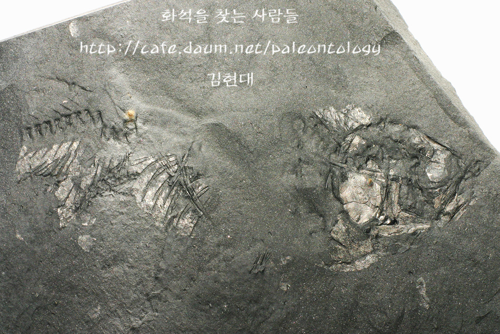어류 - 경북 고령 (중생대) - 소장 화석 갤러리 - 화석을 찾는 사람들