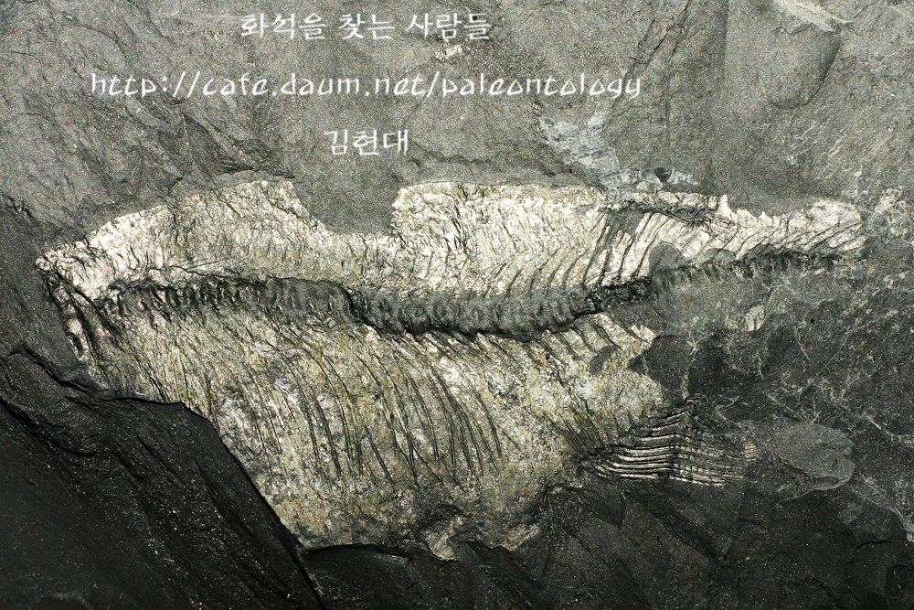 어류 - 경북 고령 (중생대) - 소장 화석 갤러리 - 화석을 찾는 사람들