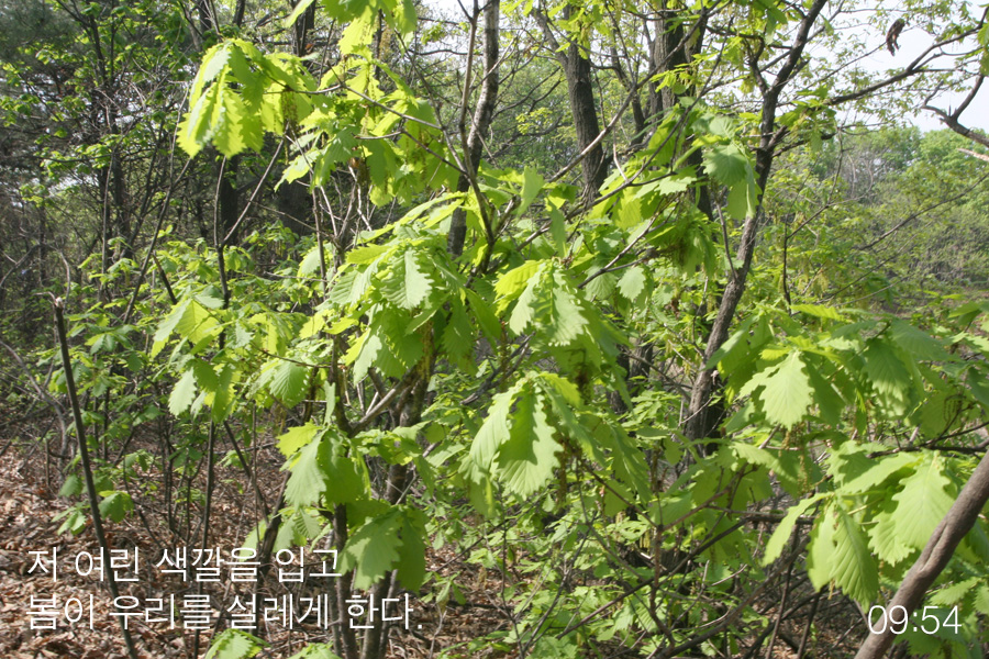 이미지를 클릭하면 원본을 보실 수 있습니다.