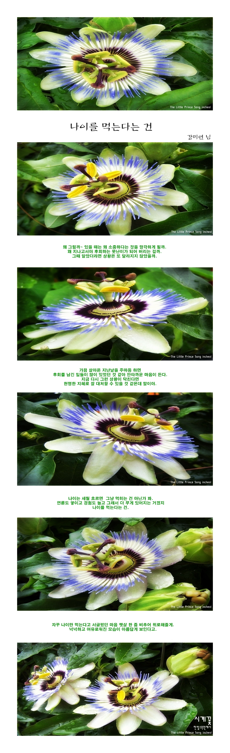 어린왕자의들꽃사랑마을