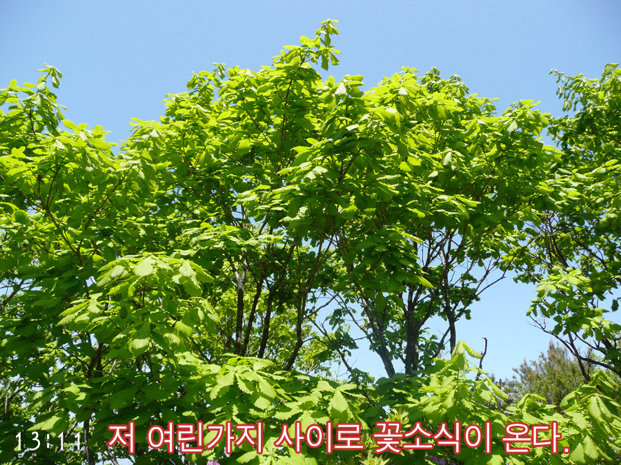 이미지를 클릭하면 원본을 보실 수 있습니다.