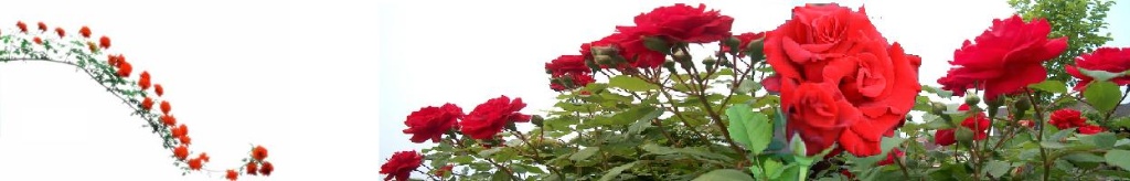 사오십대 쉼터 카페