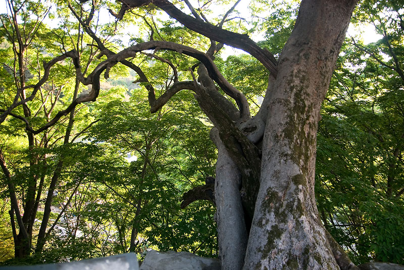 이미지를 클릭하면 원본을 보실 수 있습니다.