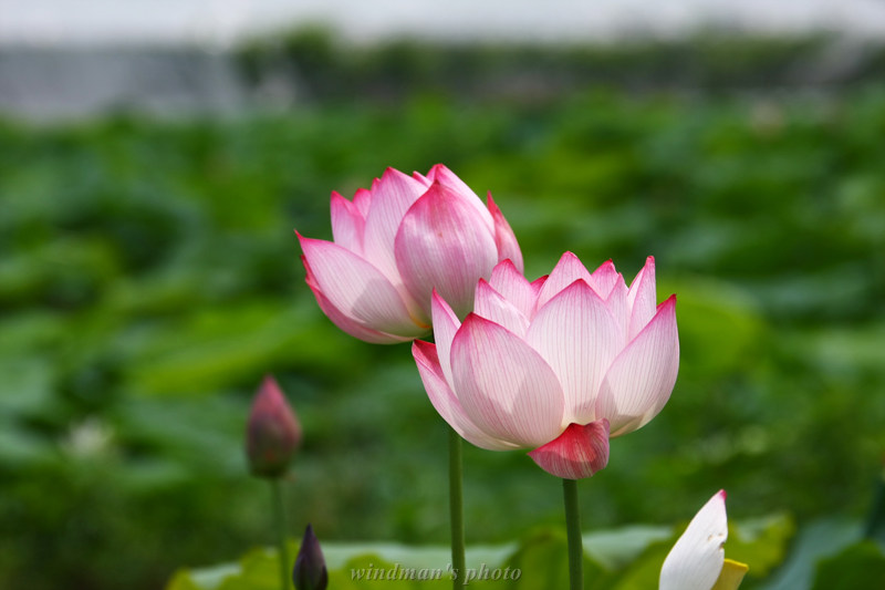 용돌이사랑방."'