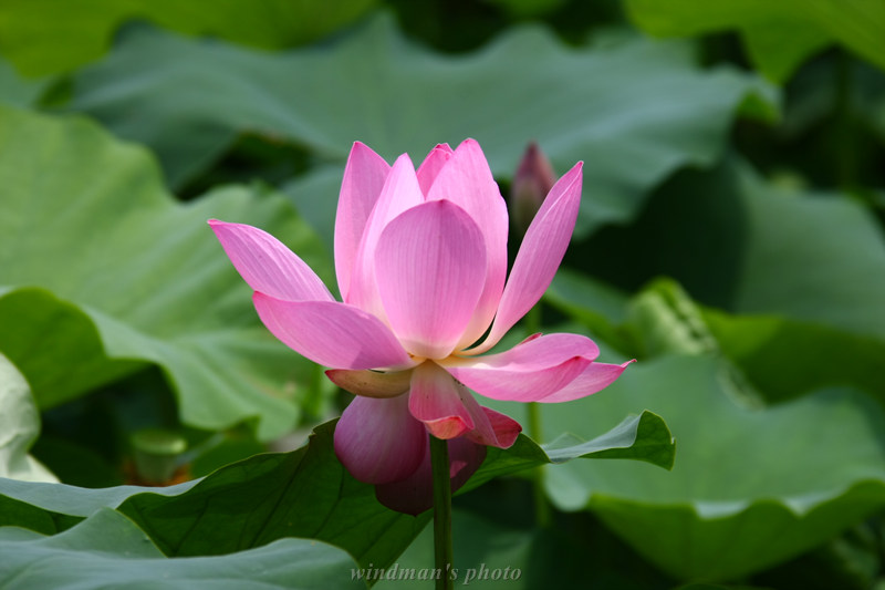 용돌이사랑방."'