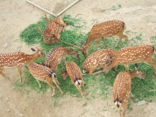 시편성가 암사슴이 시냇물을....
