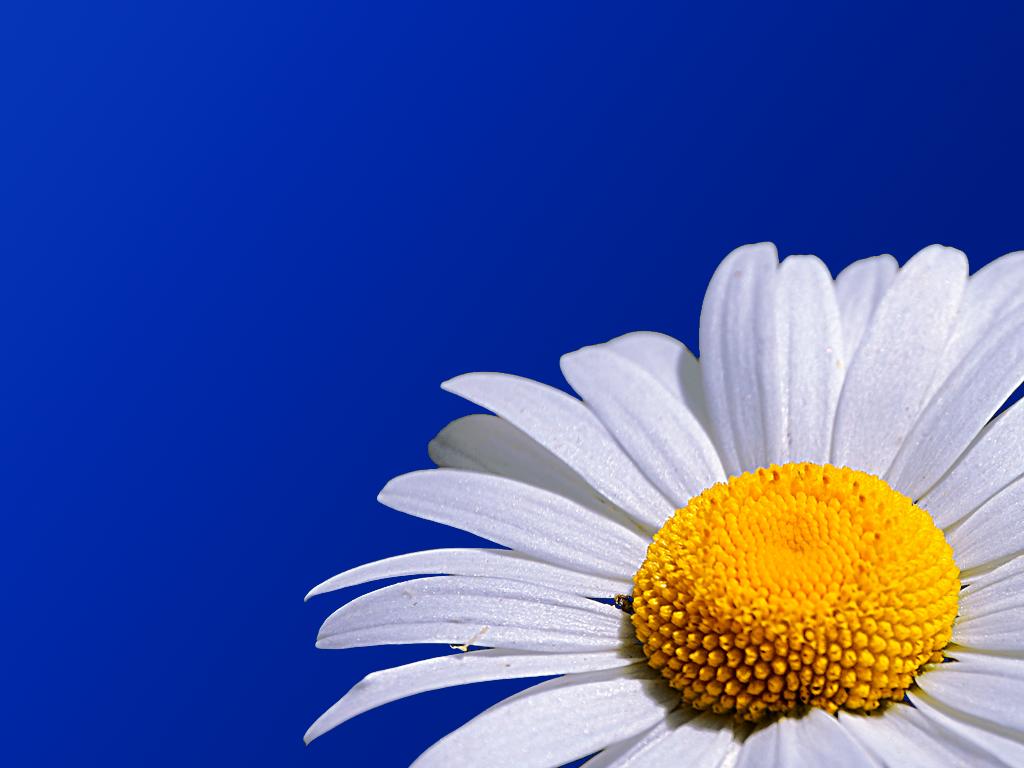 데이지(daisy) 이미지