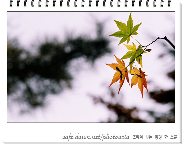 이미지를 클릭하면 원본을 보실 수 있습니다.
