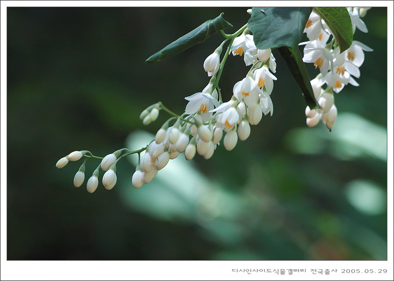 쪽동백나무