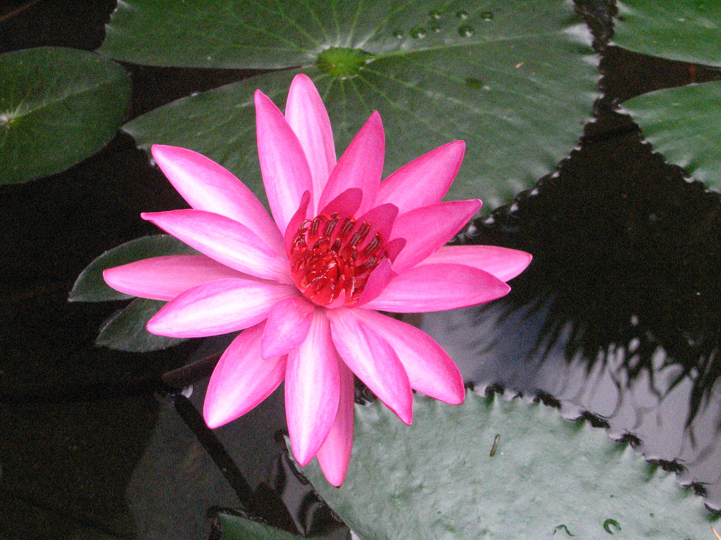 수련