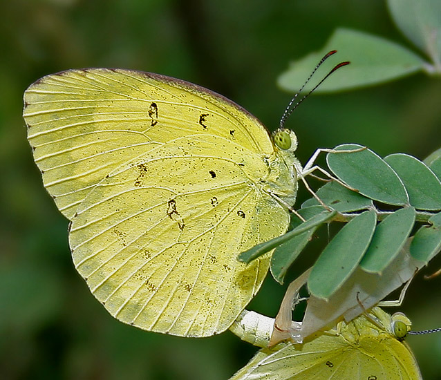 남방노랑나비(common grass yellow)