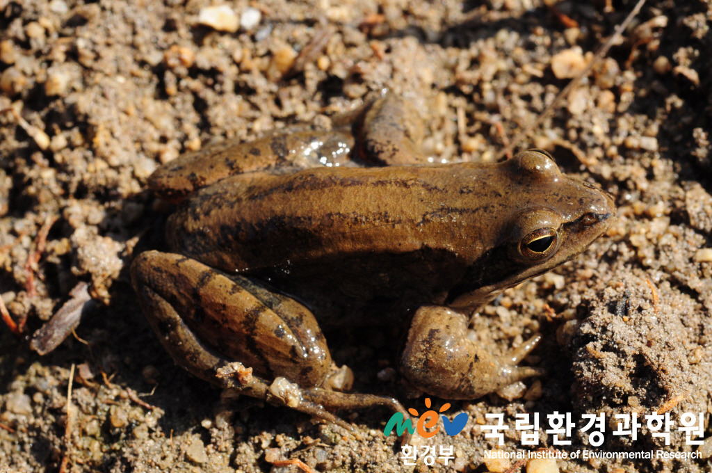 한국산개구리