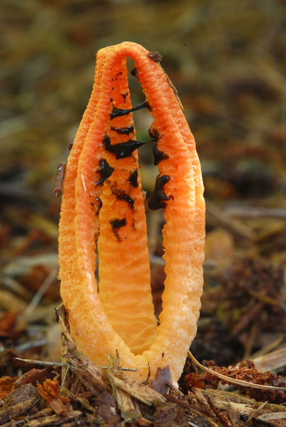 세발버섯