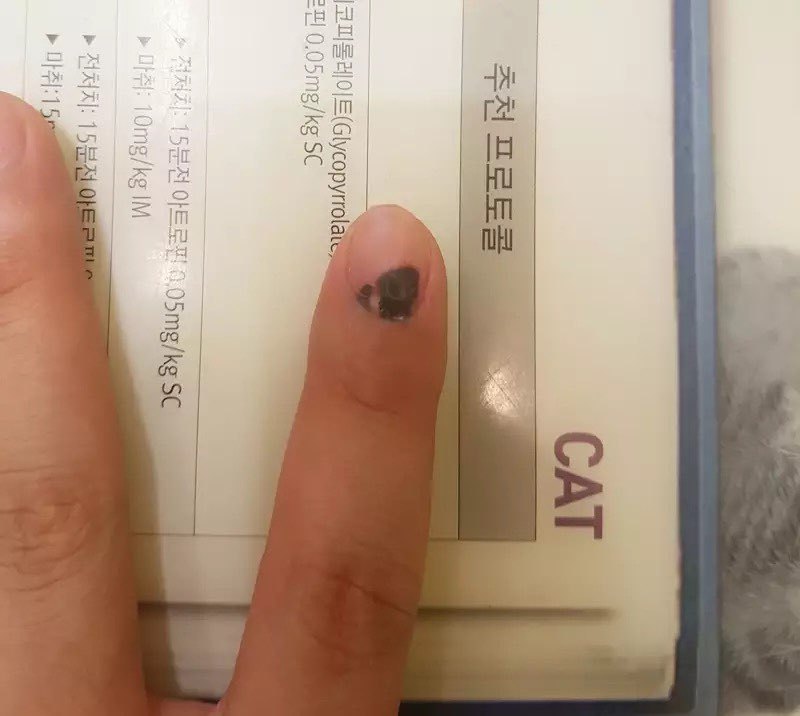 진료 중 물린 수의사의 속마음은??ㅠㅠ | 인스티즈
