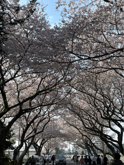 Sehwaorichon (세화오리촌) 2