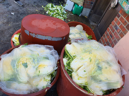 낙동청둥오리 2