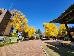 Cheongsongtongdak 5