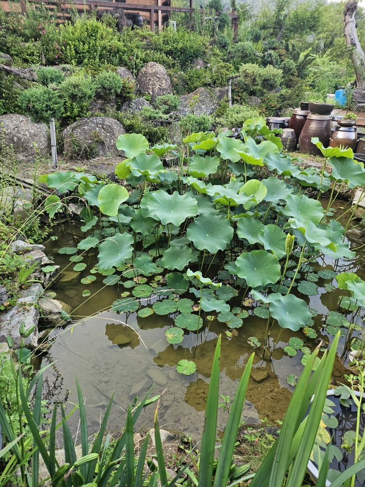 Yaksugolori (약수골오리) 3