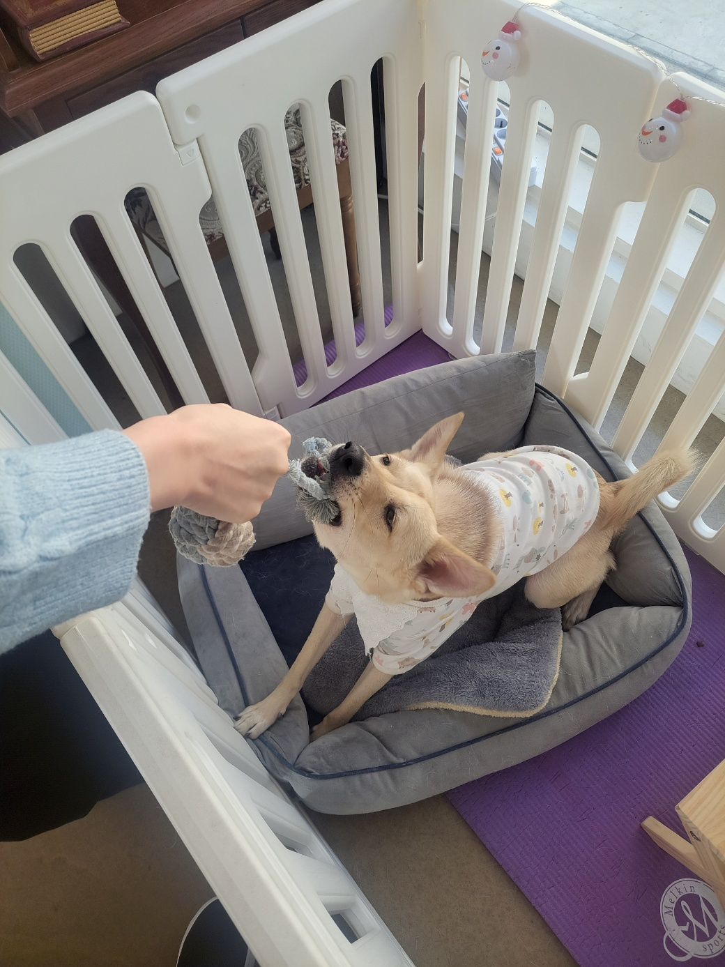 헤이쥬드 사진 5