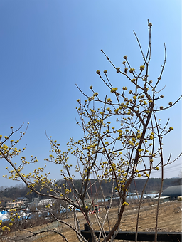 Retttu (렛뚜) 3