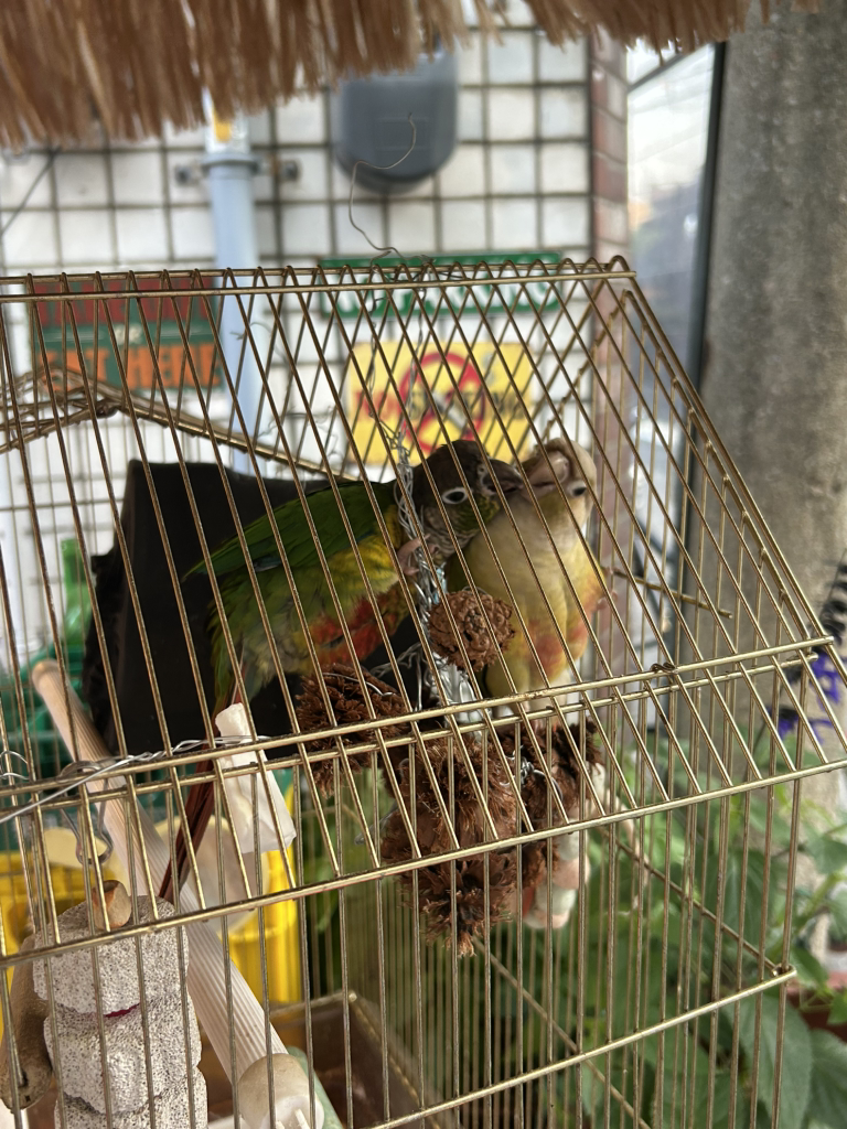 Chikinaentakoseu 6