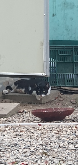대내실식당 6