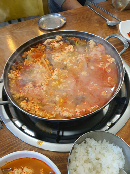 소나무 5