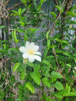 Songhwane minbak (송화네 민박) 2