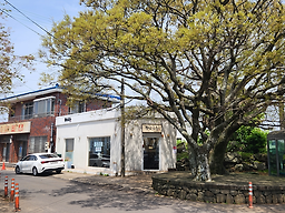 금악퐁낭국수 사진 3