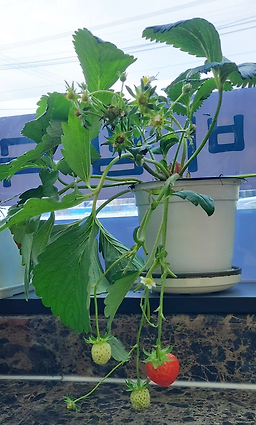 산뱅이국수 6