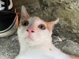 원조명가 4