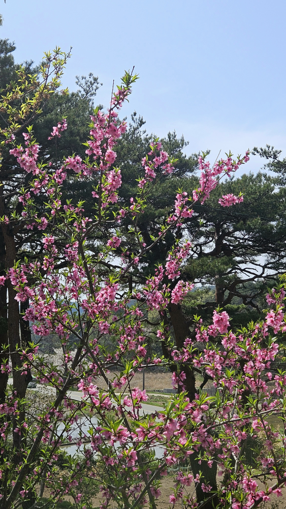 동루골막국수 4