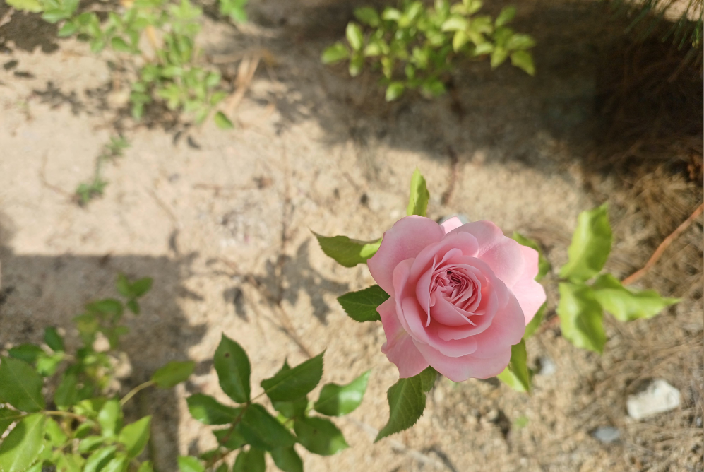 Reondeonkape (런던카페) 1