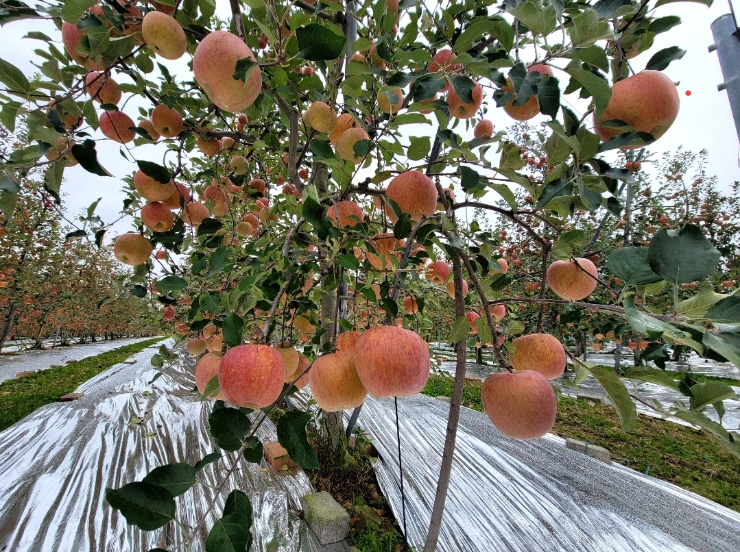 Chaeuda (채우다) 1