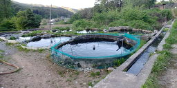 Chiaksansongeohoetjip (치악산송어횟집) 2