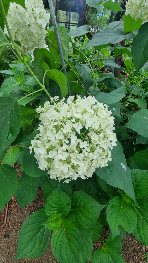 효원식당 3