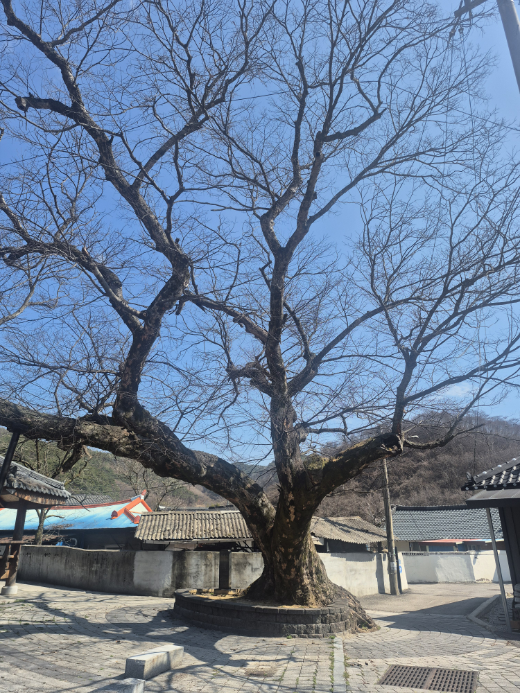 Gangjin haengunjip (강진 행운집) 1
