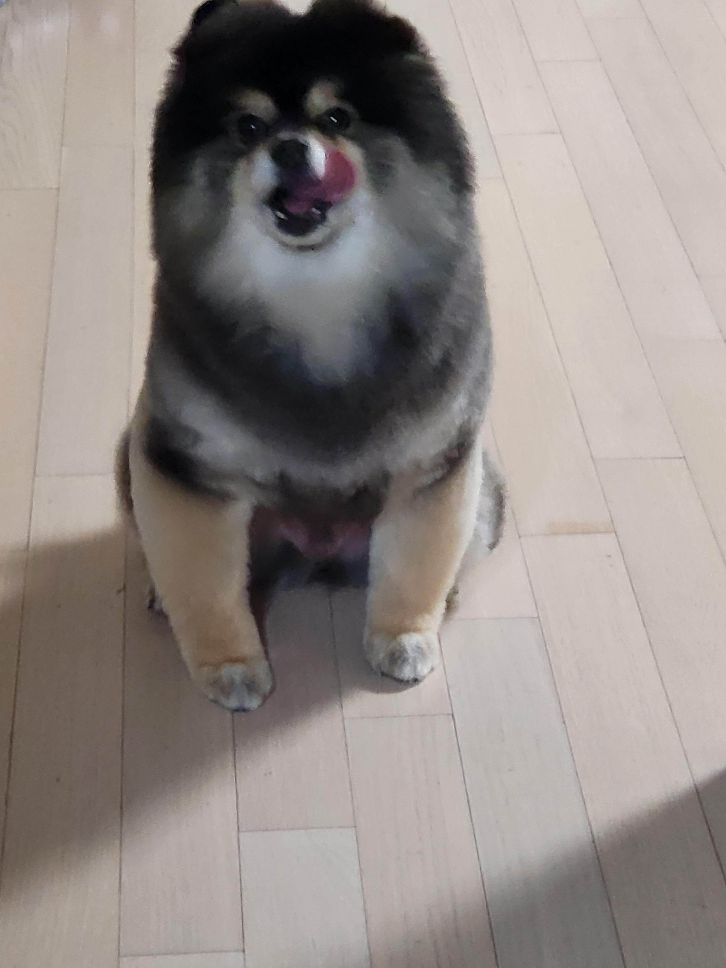 더치킨 1