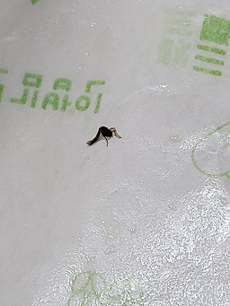 고봉민김밥 세종정부청사점 4