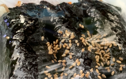 최가네 꼬마김밥 사진 2
