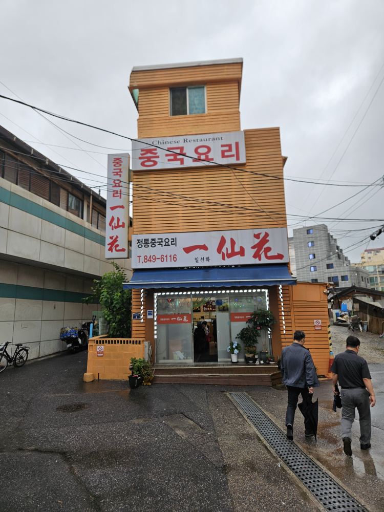 일선화 사진